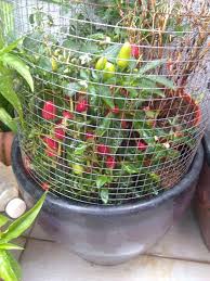 Welcome to kebun pokleh's blog. Lelaki Ni Kongsi Tip Guna Uncang Teh Benihkan Cili Padi Mudah Cepat Tumbuh Cili Pun Cantik Menakjubkan Keluarga