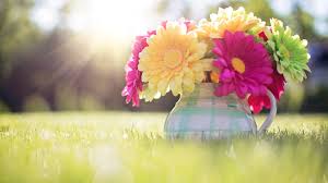 Image result for spring of a beautiful field and a mug of yellow, pink, and green daisies 