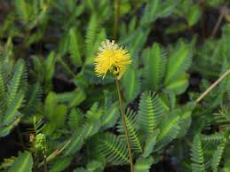 Image result for Neptunia oleracea