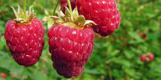 As the global population continues to expand, utilizing an integrated approach to pest management genetically engineered (ge) crops that provide protection against insects and diseases, or tole … 6 department of entomology, new york state agricultural experiment station (nysaes), cornell. Cornell Cooperative Extension Fruits
