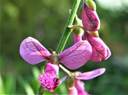 Image result for Polygala virgata