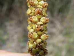 Image result for Potamogeton nodosus