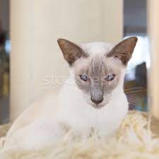 Check out our lilac point siamese cat selection for the very best in unique or custom, handmade pieces from our shops. Lilac Point Siamese Cat Stock Photo C Ivonnewierink 8187793 Stockfresh