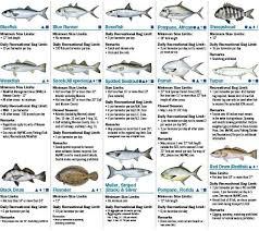 Coastal Species 2016 Florida Saltwater Fishing Regulations