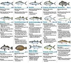 coastal species 2016 florida saltwater fishing regulations