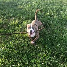 Unlike other puppies, pit bulls arrive in a world predisposed to think negatively of their type. Adopt A Pit Bull Puppy Near New York Ny Get Your Pet