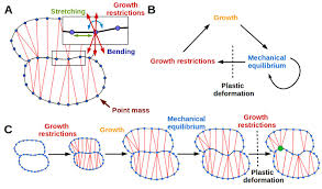 Equations describing the biophysical processes of. Why Plants Make Puzzle Cells And How Their Shape Emerges Elife