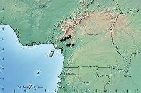 Image result for Haplocoelum foliolosum