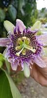 Image result for Passiflora ligularis