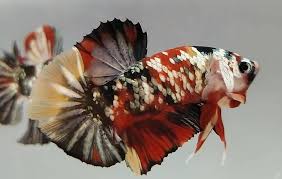 Sejatinya ikan cupang mempunyai 2 jenis bentuk yaitu ikan cupang slayer yang biasa di sebut dengan ikan cupang halfmoon dan ikan cupang aduan yang biasa disebut ikan cupang plakat serta namanya. Pelihara Ikan Cupang Siapkan 10 Peralatan Ini