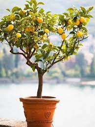 How to pollinate citrus trees. Citrus Trees For Sale Buy Citrus Plants Online The Tree Center