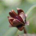 Image result for Agarista salicifolia