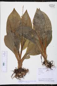 Image result for Liparis nervosa