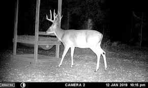 Which Deer Visit Feeders And When New Research Is Out Qdma