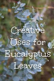 After all, planning and being prepared is what it's all about. Creative Uses For Dried Eucalyptus Leaves Turning The Clock Back