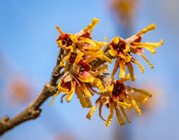 Maybe you would like to learn more about one of these? Gardening By Month February