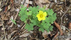 Flora e Funga do Brasil