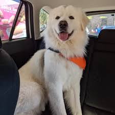 I don't care if someone doesn't. Adopted Furever Dogs Great Pyrenees Rescue Of Atlanta