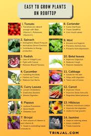 This is also known as terrace gardening. 15 Plants For Terrace Gardening In India Rooftop Farming Trinjal Com