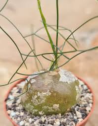 Image result for Schizobasis intricata