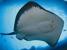 Pari listrik merupakan salah satu ikan. Ikan Pari Memiliki Ekor Yang Panjang Dan Beracun Indozone Id