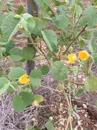 Image result for Eriosema burkei