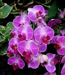 We did not find results for: How To Water Orchids Using The Just Add Ice Method