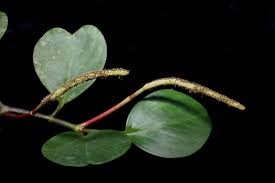 Image result for Peperomia fernandopoiana