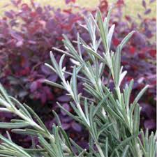 Do you make your own herbal hair rinses? Natural Hair Rinse Rosemary Herbal Hair Tea For Fast Hair Growth