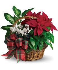 Real Live Plants Make This Basket A Welcome Gift For Any Home It S Perfectly Suit Christmas Flower Arrangements Christmas Floral Arrangements Christmas Plants