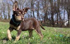 Maybe you would like to learn more about one of these? 200 Australian Kelpie Ideas Australian Kelpie Working Dogs Dog Breeds