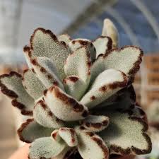 Image result for Fadogia tomentosa