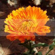 Sale price 55 00 sale. Marigold Varieties Marigold Seeds For Sale Online Seeds And Plants