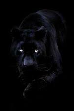 Macan kumbang adalah macan tutul hitam meskipun mempunyai bulu yang berbeda yakni hitam. 8 Ide Macan Hitam Hitam Hewan Binatang Buas