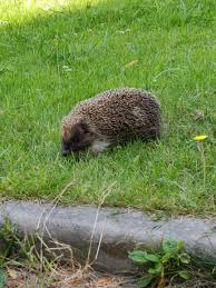 The tube of a musical instrument. Hedgehog Oc Animalporn