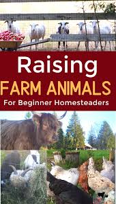 Beginners Guide To Raising Farm Animals In 2020 Raising Farm Animals Farm Animals Farm