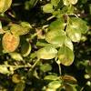The deep green leaves sport red berries. Https Encrypted Tbn0 Gstatic Com Images Q Tbn And9gcqp8ossdgj6lgsietwpcazktupg 0dxerx6krb5kpceflpgojkw Usqp Cau