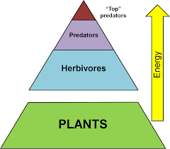 This Diagram Shows The Trophic Levels From Producers Or Plants To Consumers Or Predators The Amount Of Ene Energy Pyramid Trophic Level Environmental Science