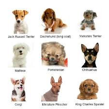Small Dog Breeds Chart With Pictures Mini Dogs Breeds Dog