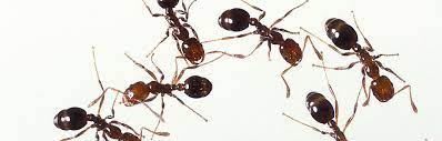 Moreover, the techniques are so effective that most ant and termite problems are resolved. All Seasons Termite And Pest Control Home Facebook