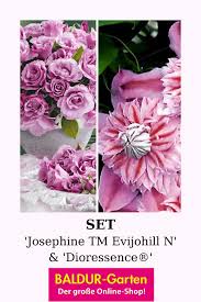 Set Josephine Evijohill N Rose Des 4 Vents Baldur Garten Sommerblumen Pflanzen Mehrjahrige Pflanzen