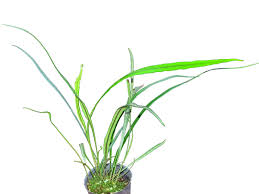 Image result for Elaphoglossum tanganjicense