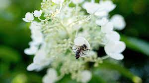 Maybe you would like to learn more about one of these? How To Attract Bees And Other Pollinators To Your Garden