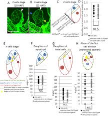 Check spelling or type a new query. Cell Division Pattern In Early Gle4 Embryos A Two And B Four Cell Download Scientific Diagram