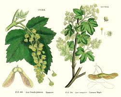 Image result for Aceraceae