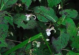 Image result for Impatiens purpureoviolacea