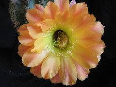 How to prune your succulents. Echinopsis Or Echinolobivia Rainbow Bursts Knowledge Experience