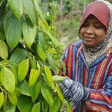 Rahman asri untuk skim tanaman lada baharu dari lembaga lada malaysia sempena melawat projek rintis ladang lada di felda inas, kulai, johor. Lada Hitam Kelantan Kosmo Digital