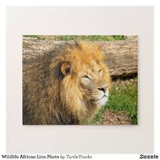 Wildlife African Lion Photo Jigsaw Puzzle Zazzle Com In 2020 Lions Photos African Lion Photo Jigsaw Puzzle