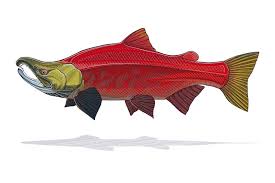 Sockeye Salmon Print Fish Drawings Salmon Drawing Fish Art